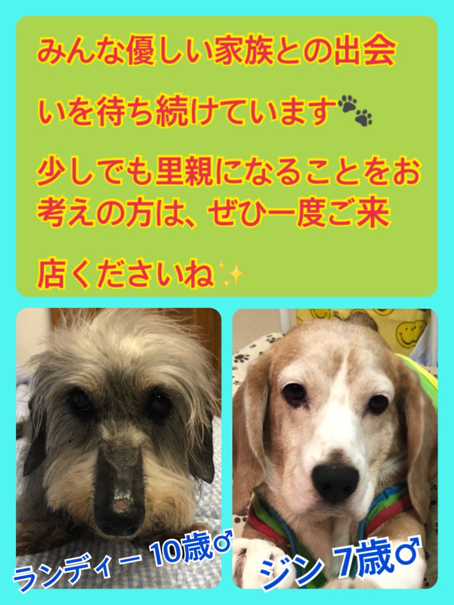 🐾今日の里親様募集中ワンコ🐶メンバーです🐾2020,4,18